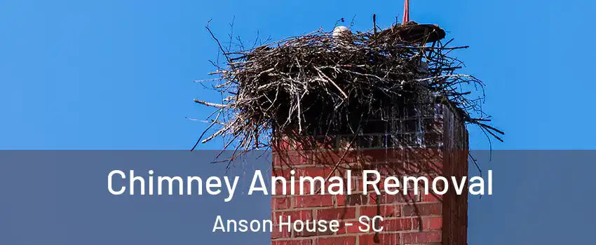 Chimney Animal Removal Anson House - SC