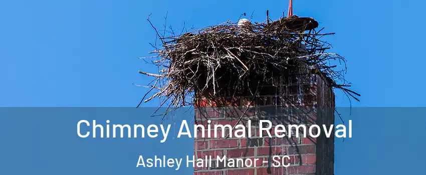 Chimney Animal Removal Ashley Hall Manor - SC