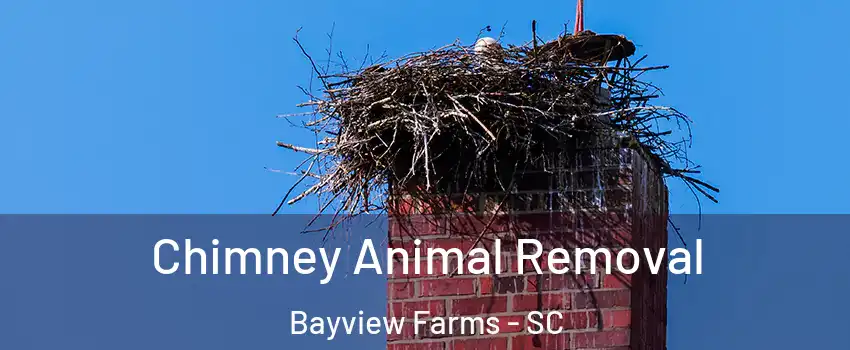 Chimney Animal Removal Bayview Farms - SC