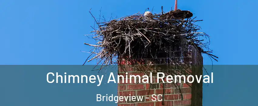 Chimney Animal Removal Bridgeview - SC