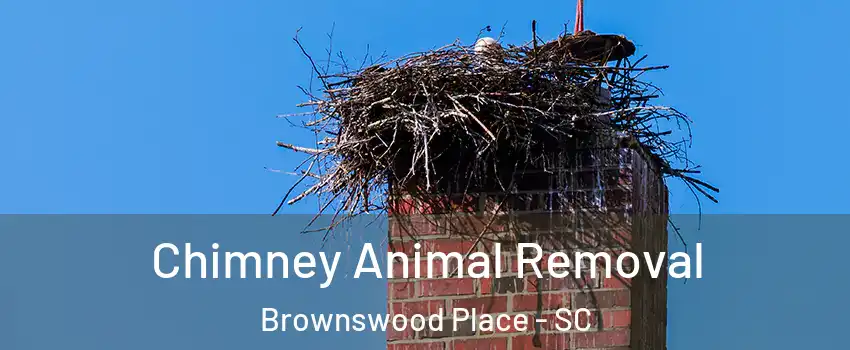 Chimney Animal Removal Brownswood Place - SC