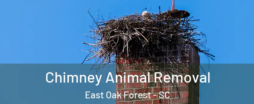 Chimney Animal Removal East Oak Forest - SC