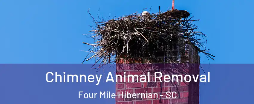 Chimney Animal Removal Four Mile Hibernian - SC