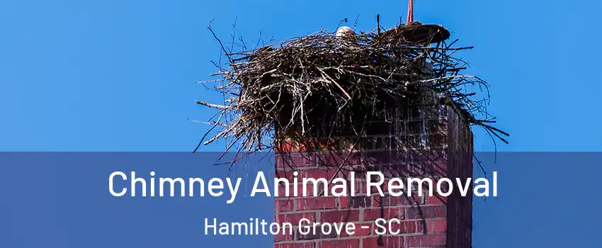 Chimney Animal Removal Hamilton Grove - SC