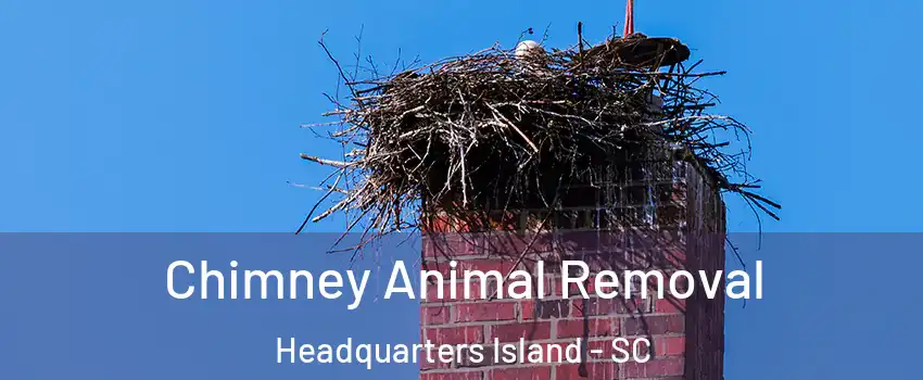 Chimney Animal Removal Headquarters Island - SC