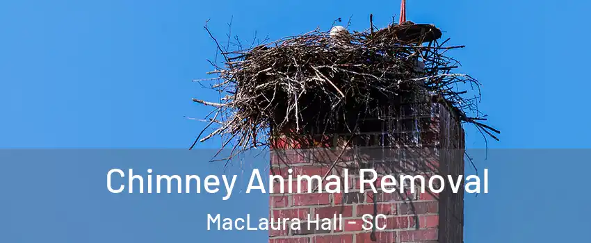 Chimney Animal Removal MacLaura Hall - SC