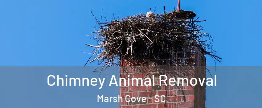 Chimney Animal Removal Marsh Cove - SC