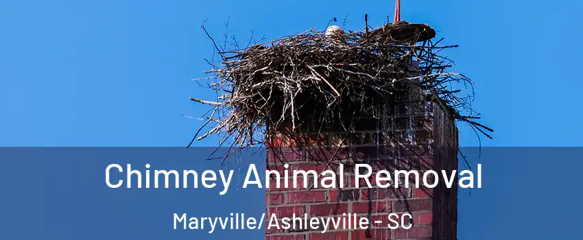 Chimney Animal Removal Maryville/Ashleyville - SC