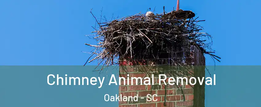 Chimney Animal Removal Oakland - SC