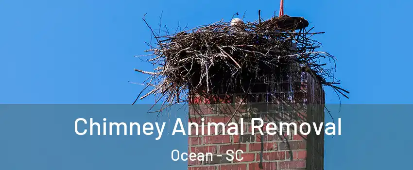 Chimney Animal Removal Ocean - SC