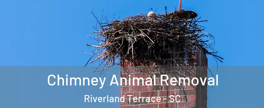 Chimney Animal Removal Riverland Terrace - SC