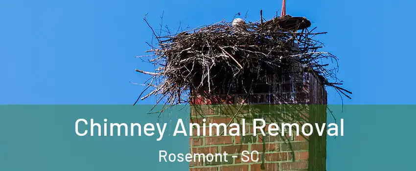 Chimney Animal Removal Rosemont - SC