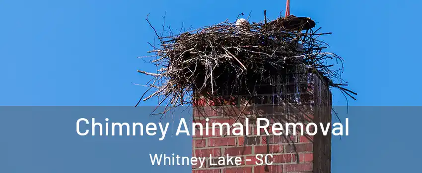 Chimney Animal Removal Whitney Lake - SC