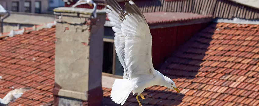 Residential Chimney Animal Removal Solution in Stonefield, SC